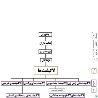 خانواده لاکپشت های پشت چرمی Dermochelyidae